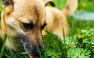 perro pasto