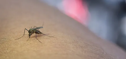 mosquito dengue