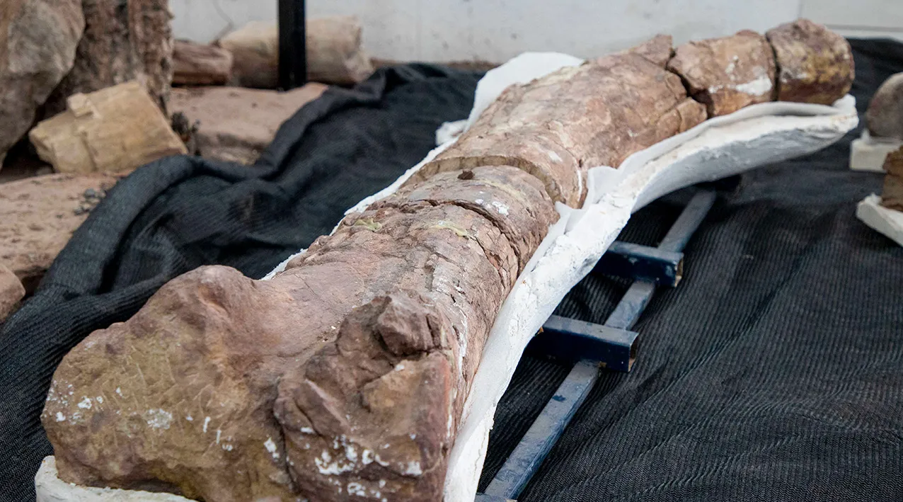 WEB-Nuevo-ejemplar-de-dinosaurio-Sidersaura-Marae-6560