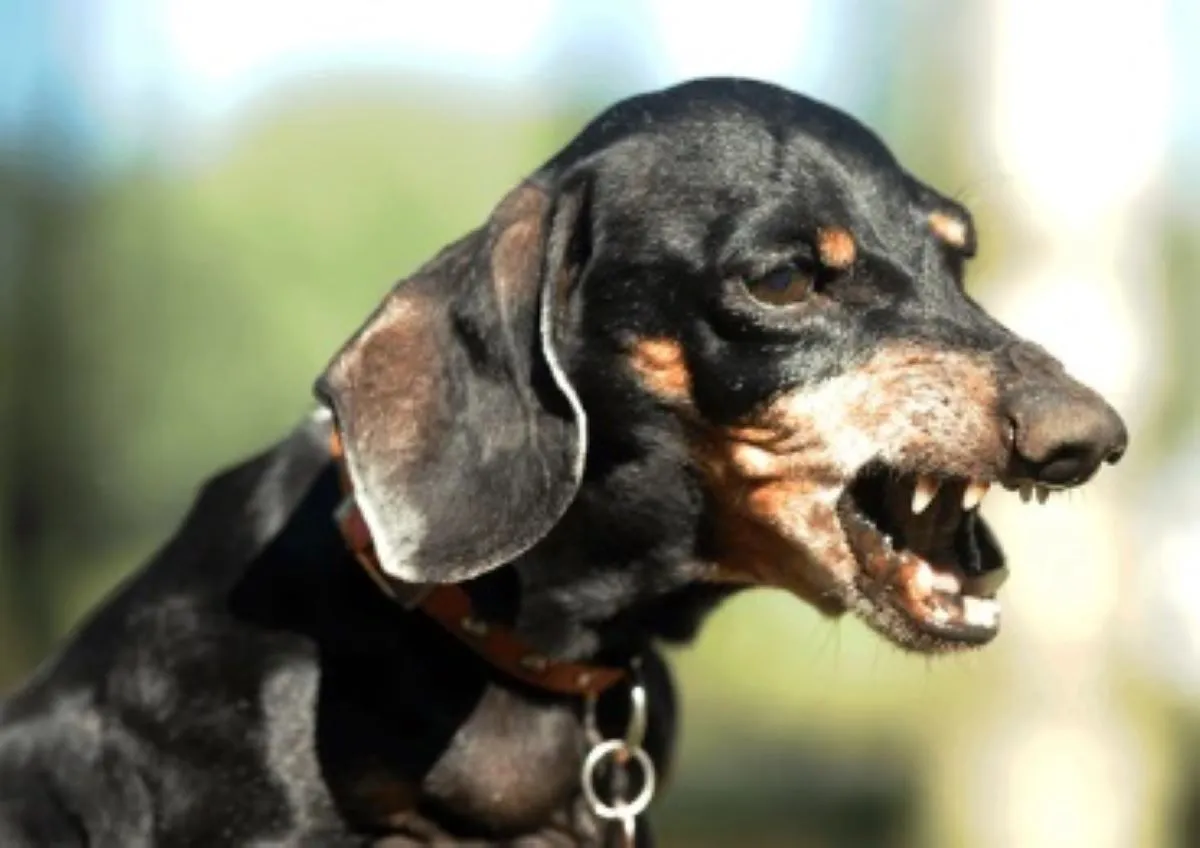 perro salchicha