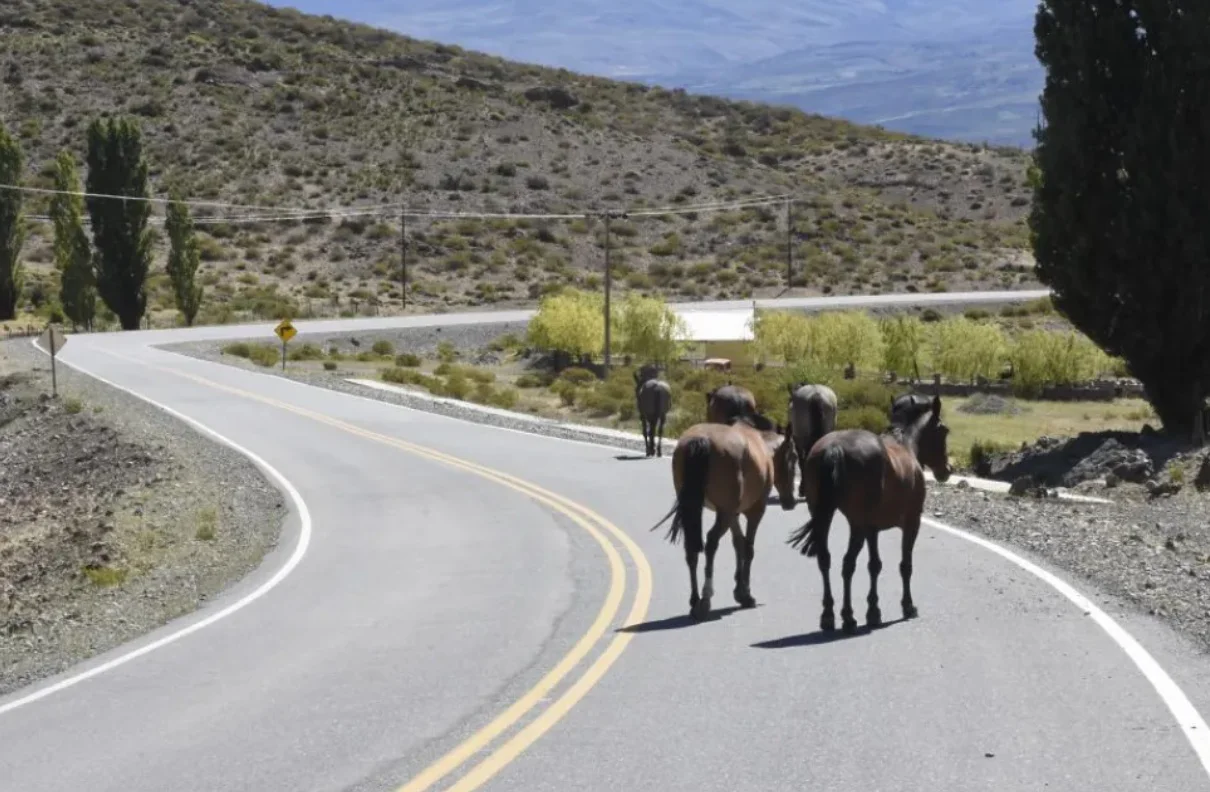 caballos