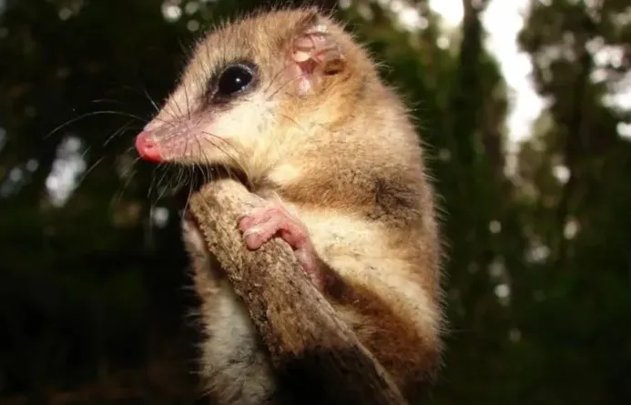 monito