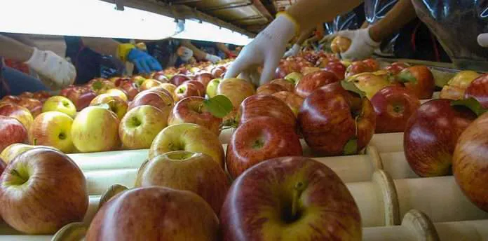 Produccion-Frutas-y-Verduras_empaque-de-manzana_030-696x344