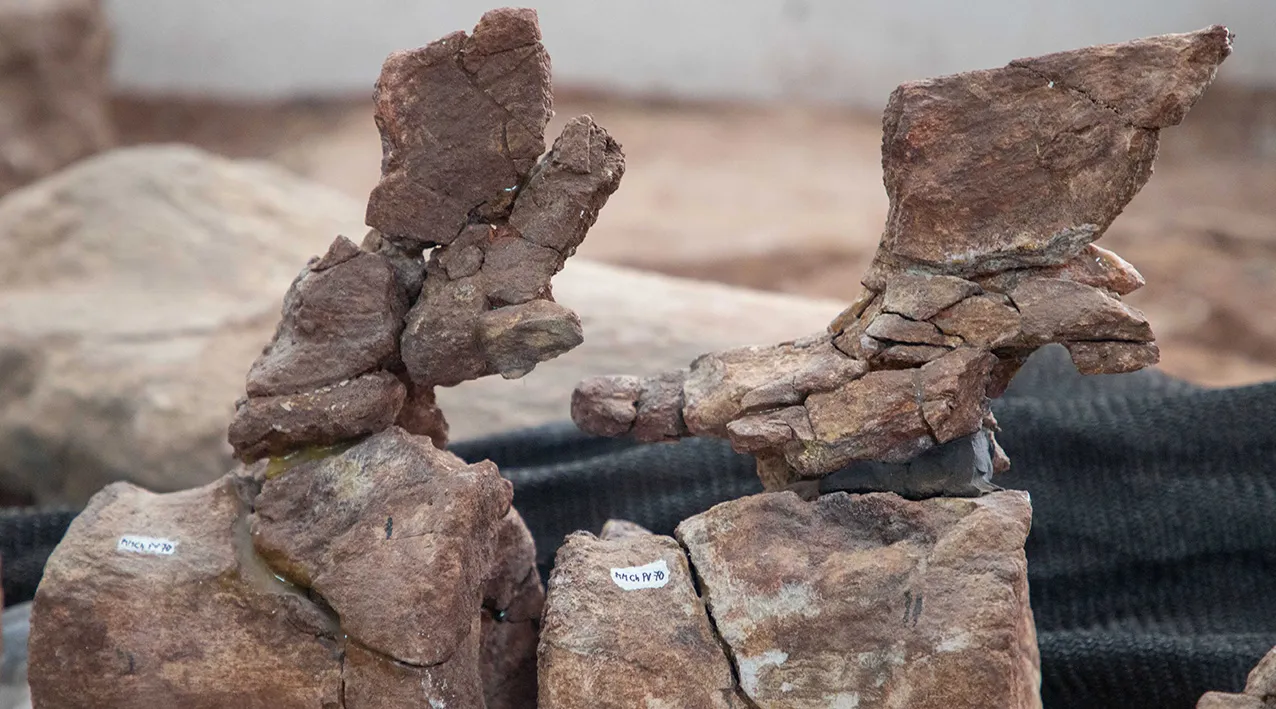 WEB-Nuevo-ejemplar-de-dinosaurio-Sidersaura-Marae-6562