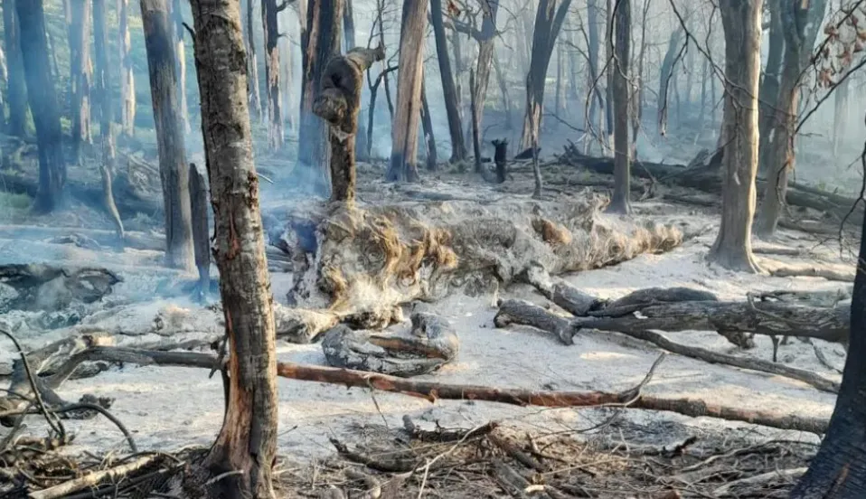 brigadistas incendio incendios